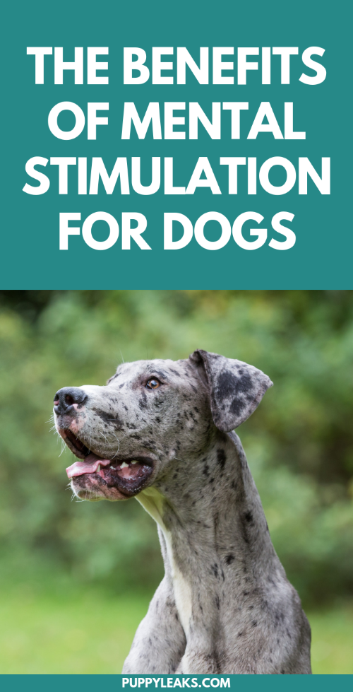 The Benefits of Mental Stimulation for Dogs