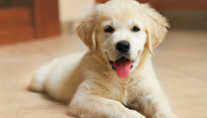 5 Simple Tips for Potty Training Your Puppy