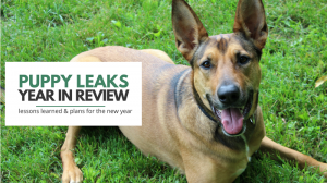 Puppy Leaks - A Year in Review