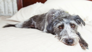 The Importance of Adding Mental Exercise to Your Dogs Routine