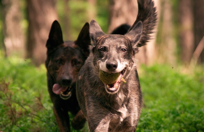 10 Training Tips & Myths for Dogs