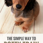 How to Potty Train Your Puppy