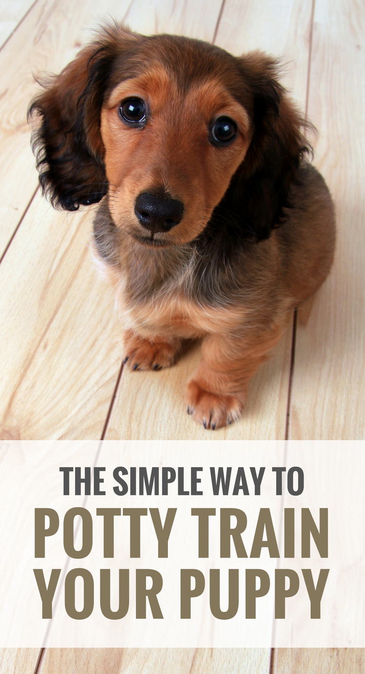 5 Simple Tips For Potty Training Your Puppy - Puppy Leaks