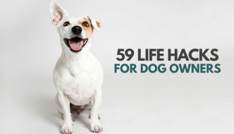59 Simple Life Hacks for Dog Owners