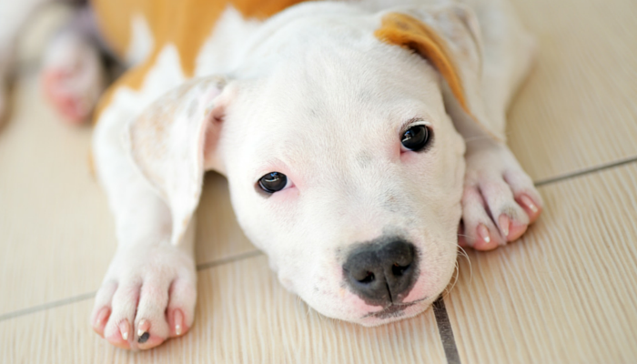 can you get a dogs ears cropped at any age