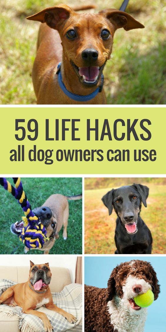 Here's 59 simple life hacks for dog owners. From cleaning up dog hair with rubber gloves to making your own dog bed out of an old sweatshirt & pillow, here's 59 life hacks all dog owners should know.