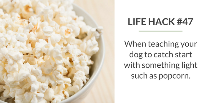 59 Life Hacks for Dog Owners