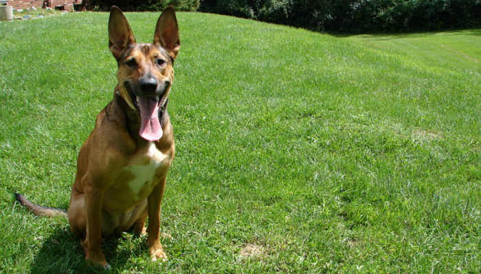 Boost Your Dogs Confidence With Obedience Training