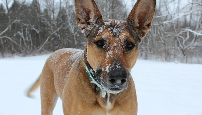 Favorite Dog Stories of the Week