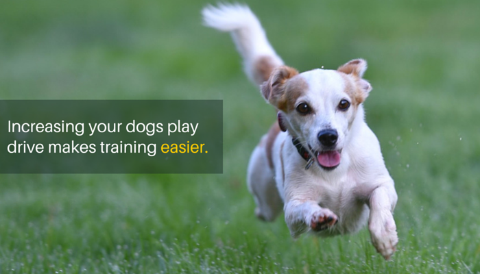 3 Simple Ways to Increase Your Dogs Play Drive