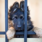 8 Lies Pet Stores Love To Tell You