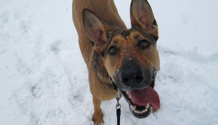 Roundup 44 - Favorite Dog Stories, Deals & Videos of the Week