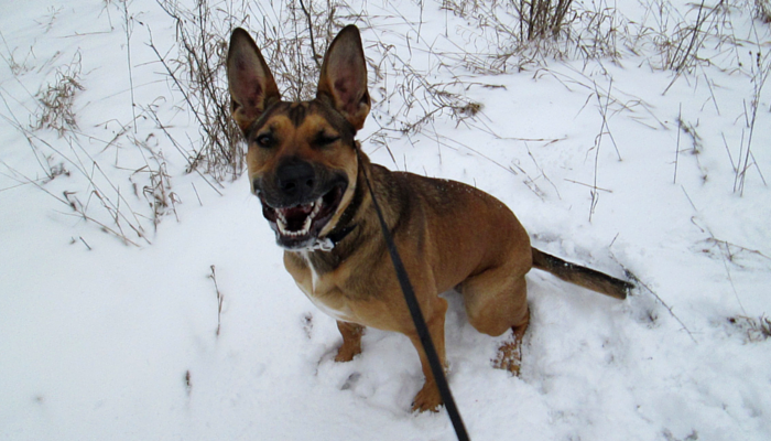 Favorite Dog Stories of the Week