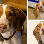 Shylo the Sweet Beagle is Waiting For His Second Chance – Adopted!