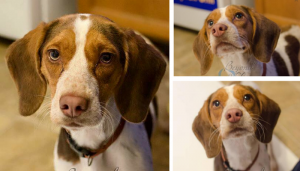 Shylo the sweet Beagle available for adoption in SE Michigan