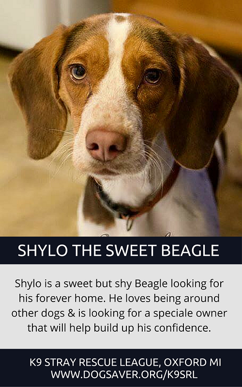 Male Beagle adoptable in Michigan