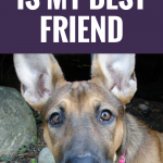 19 Reasons Why My Dog Is My Best Friend