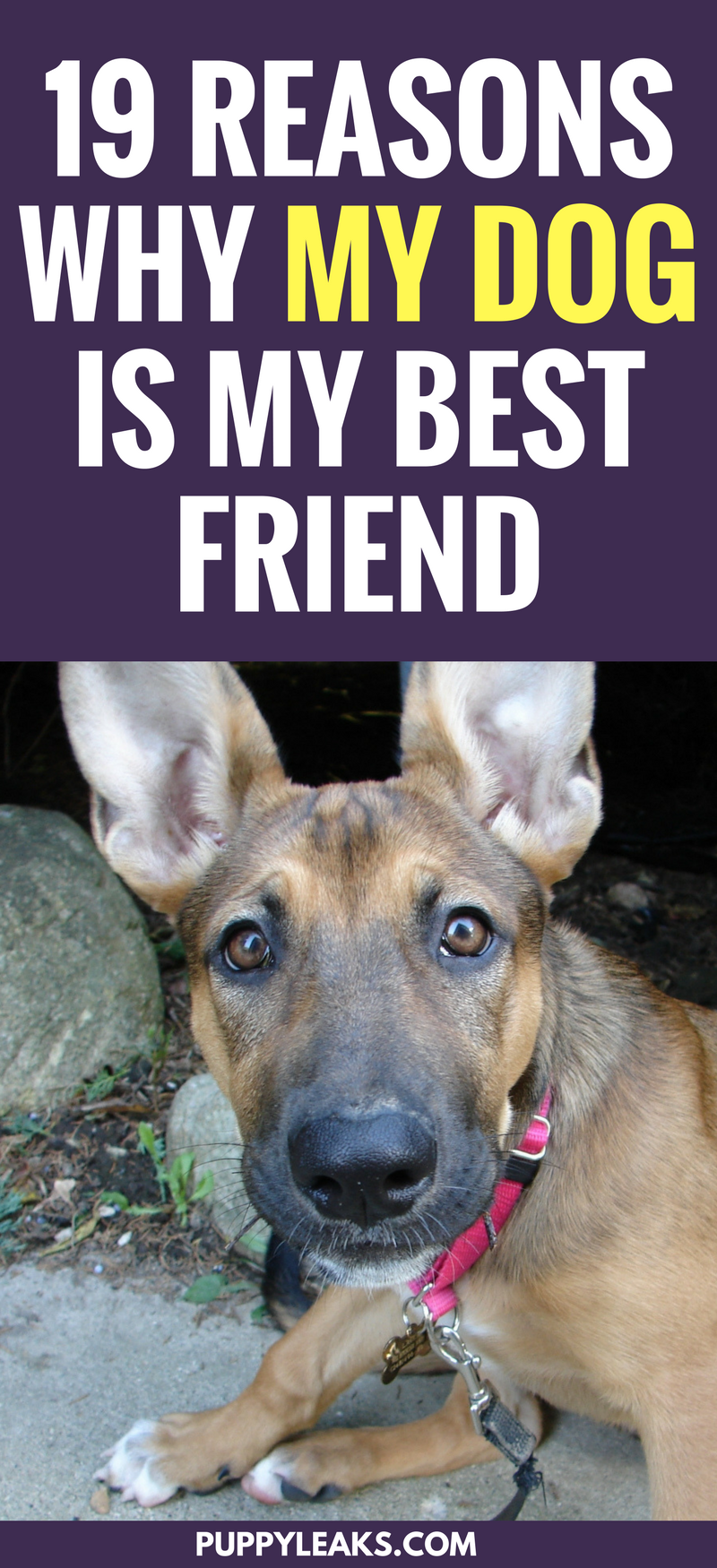 19 Reasons Why My Dog Is My Best Friend