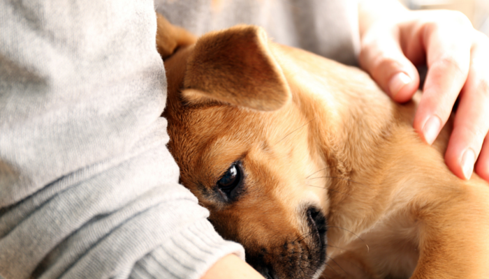 cute dogs cuddling