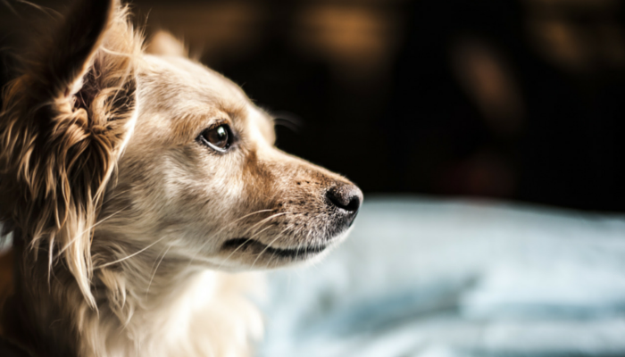 5 Ways to Help a Dog That Limps at Night