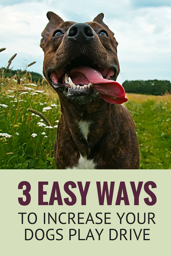 3 Easy Ways to Increase Your Dogs Play Drive