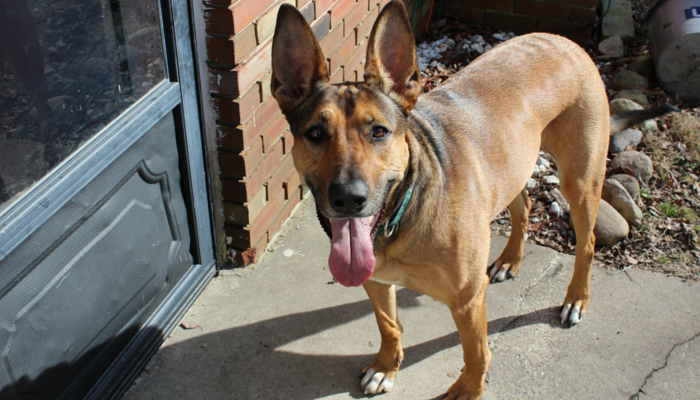 Favorite Dog Articles, Deals & Videos of the Week