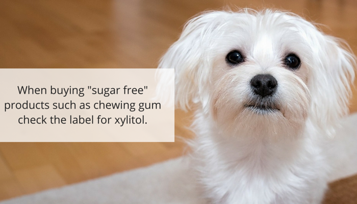 The Artificial Sweetener That Can Kill Your Dog