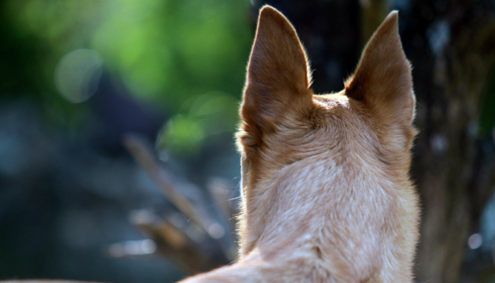 lost dog finds way home