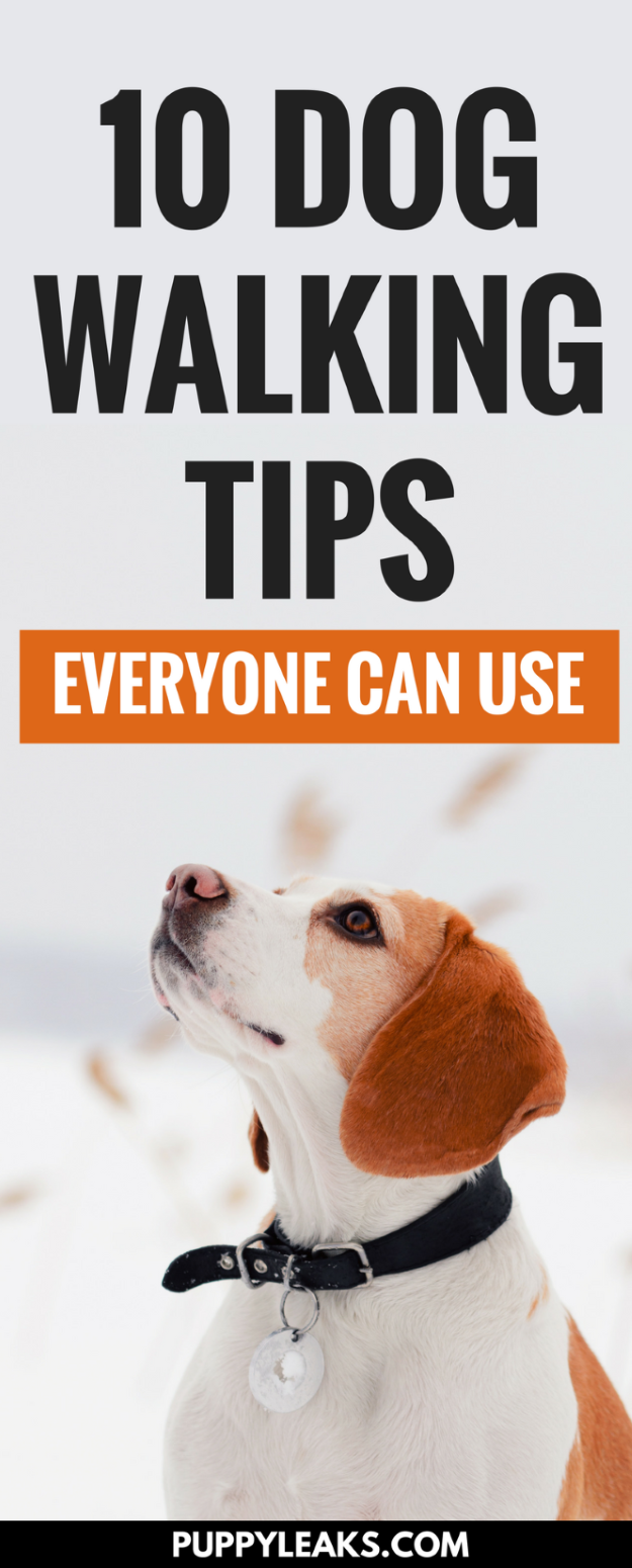 Does your dog pull on his leash? Do you walk your dog everyday but want to make it more enjoyable? Here's 10 simple dog walking tips everyone should know. These tips will make your walk safer, smoother, and more enjoyable for both you and your dog. #dogs #puppies #dogtraining #puppytraining