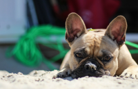 why do dogs ear dirt