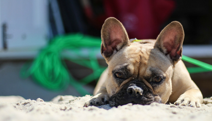 why do dogs ear dirt