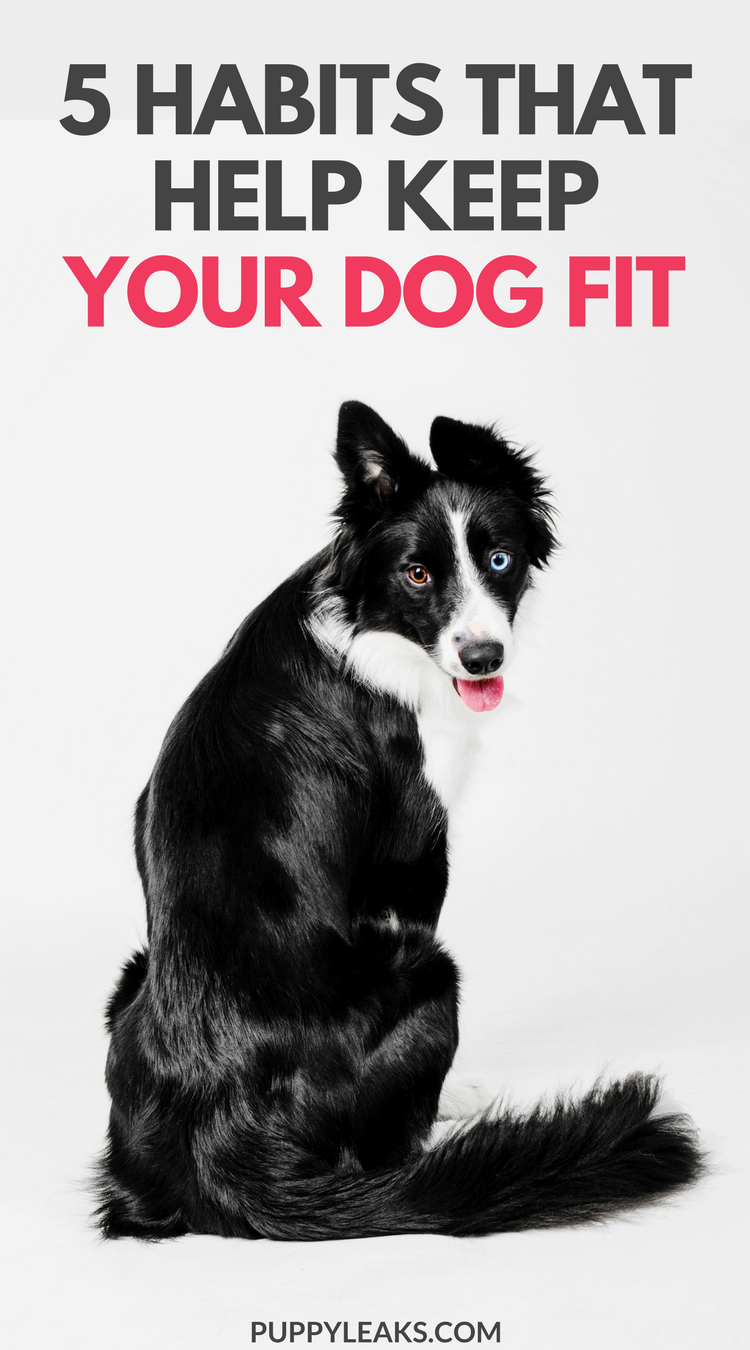 5 Everyday Habits That Help Keep Your Dog Fit. Tips for keeping your dog active and healthy.