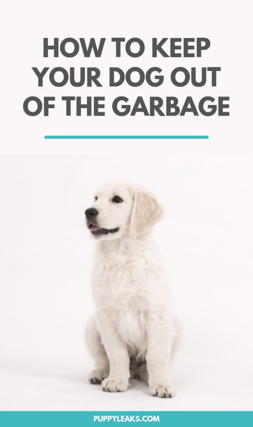 3 Easy Ways to Keep Your Dog Out of The Trash Can Puppy Leaks
