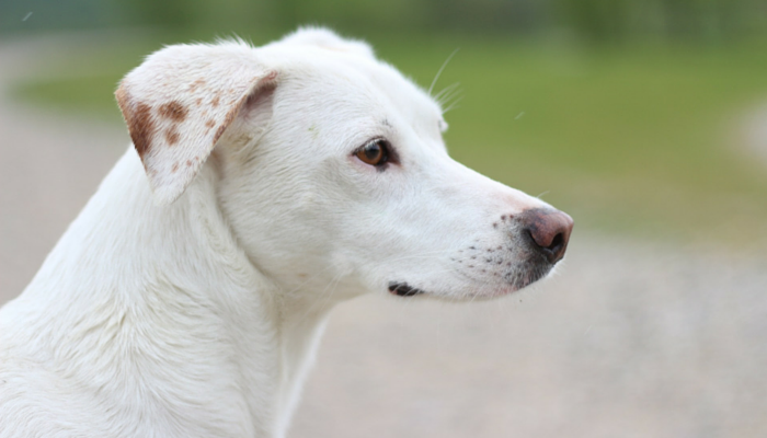 How Dogs Find Their Way Home