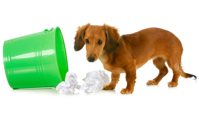 3 Ways to Keep Your Dog Out of the Trash