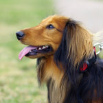 how to get dog to stop pulling while walking