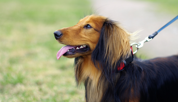 how long of a walk is too long for a dog