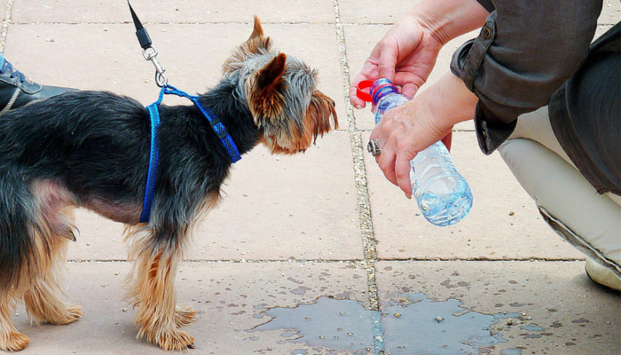 dog walks with water near me