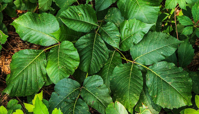 identify poison ivy