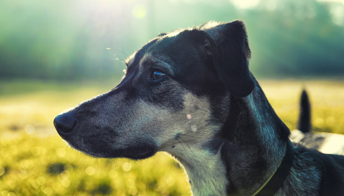 dog ate poison oak