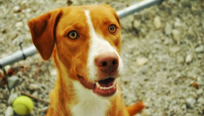 dog during play