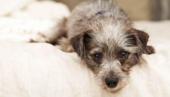 How to Keep Your Arthritic Dog Comfortable
