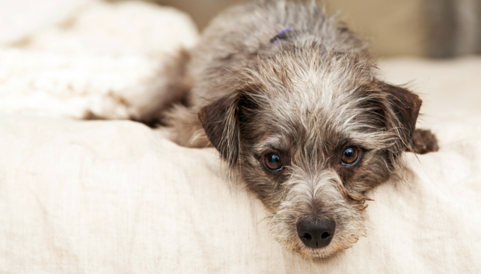 how to help your old dog with arthritis