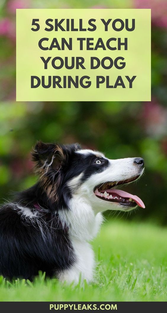 5 skills you can teach your dog during play. How to train your dog during play.