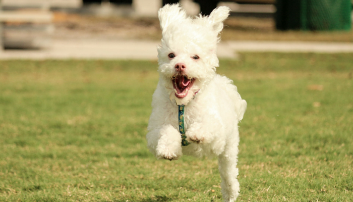 5 Skills Dogs Lean Through Play