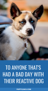 most reactive dog breeds