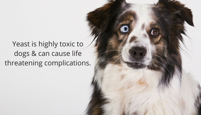 Can Bread Cause Bloat In Dogs