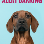 How to stop your dogs alert barking