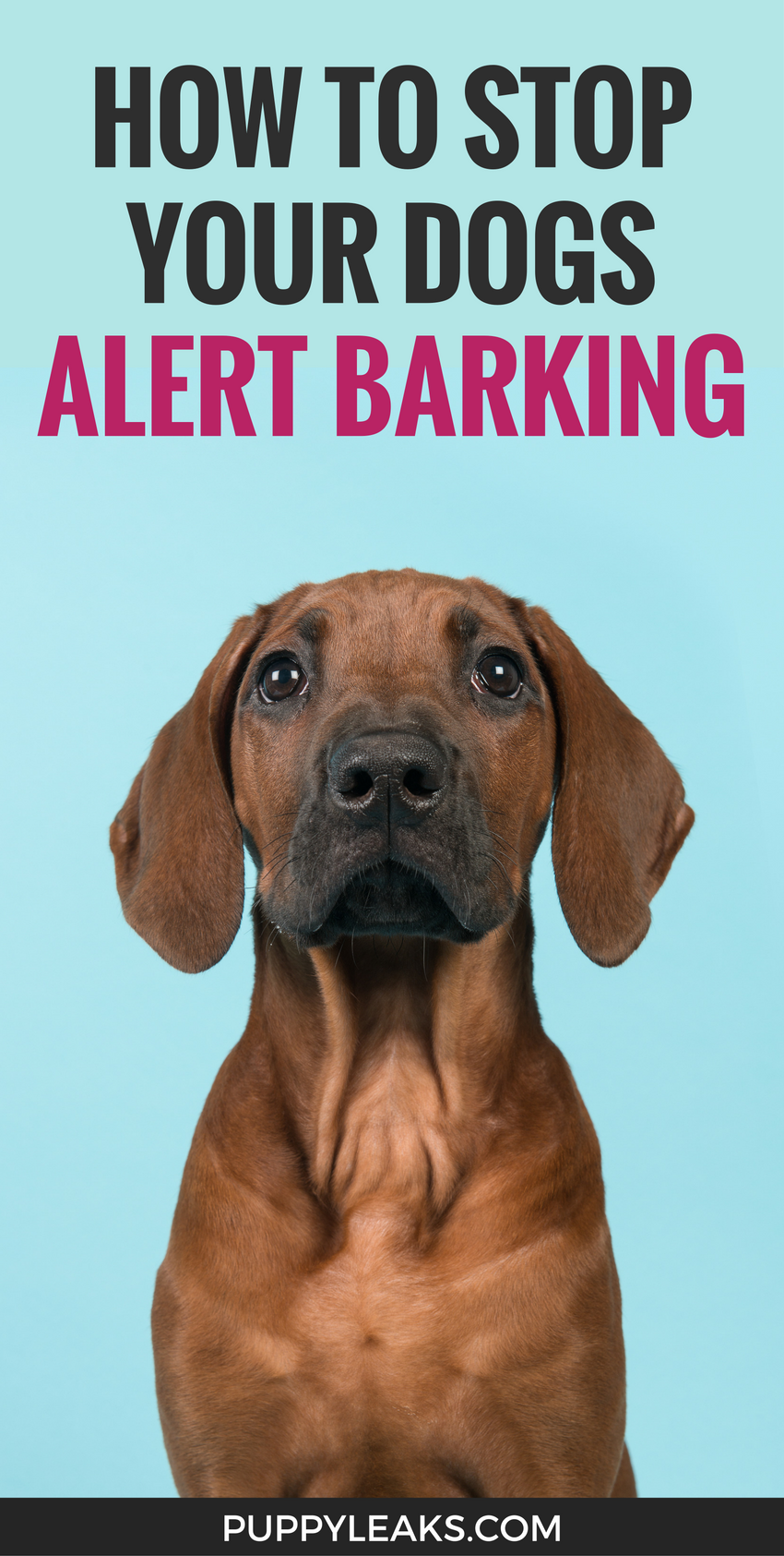 how to stop a nervous dog barking