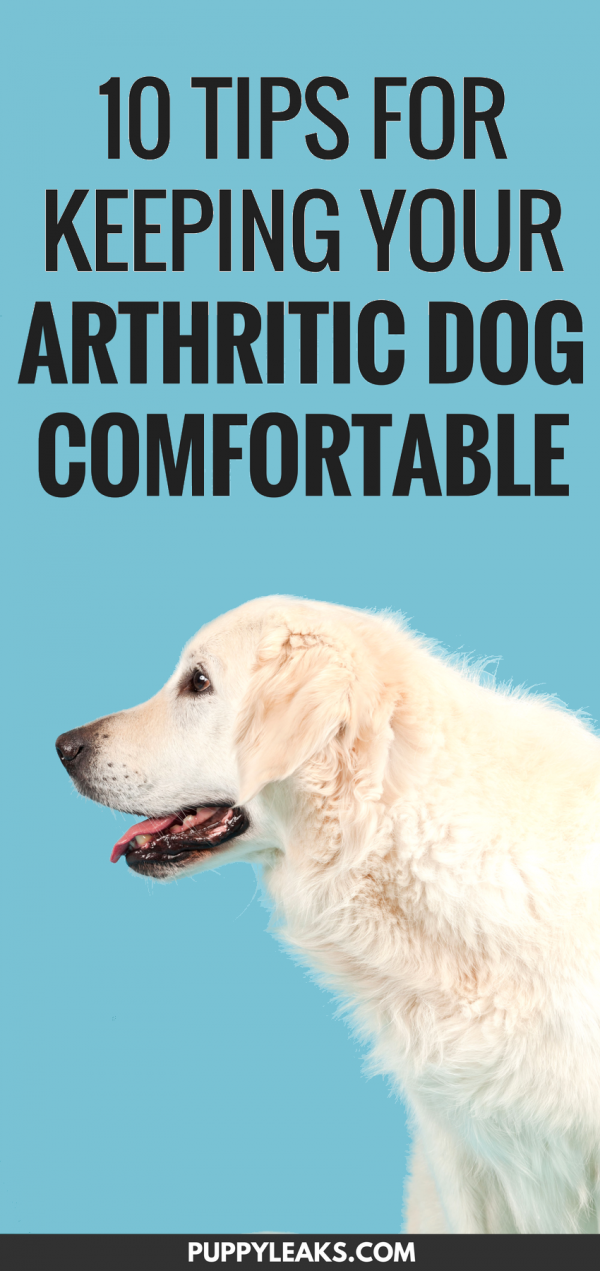 Here's 10 ways to keep your arthritic dog fit, active and comfortable, including plenty of low impact exercise ideas. How to keep your dog with arthritis comfortable. #dogs #doghealth #dogtips